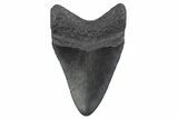 Fossil Megalodon Tooth - South Carolina #370454-1